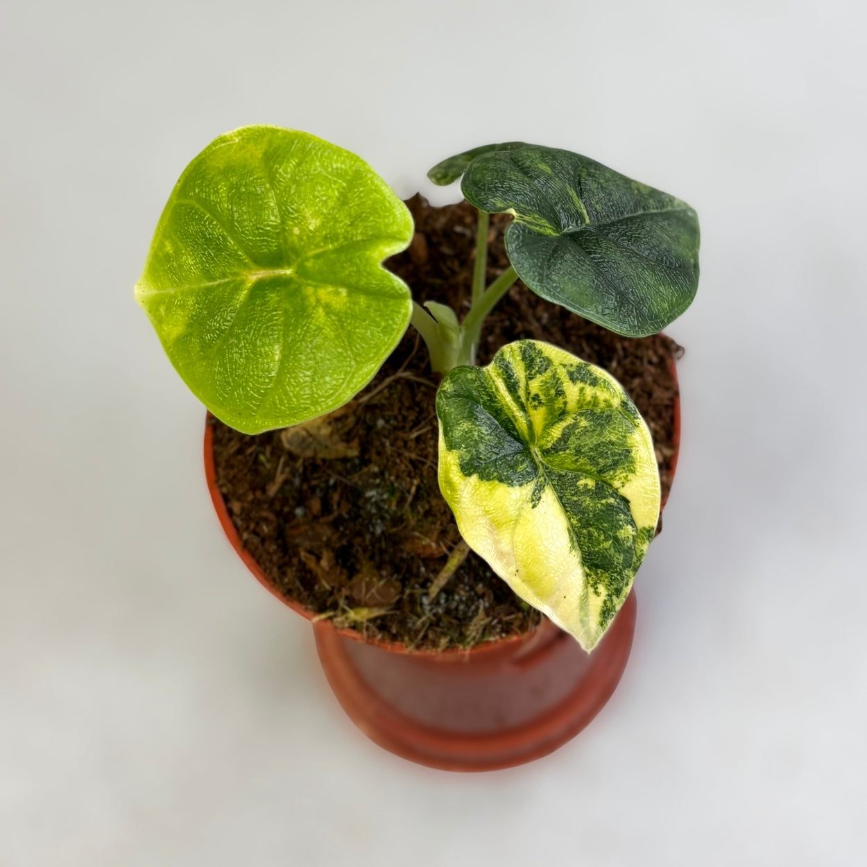 Alocasia Melo Aurea Variegata