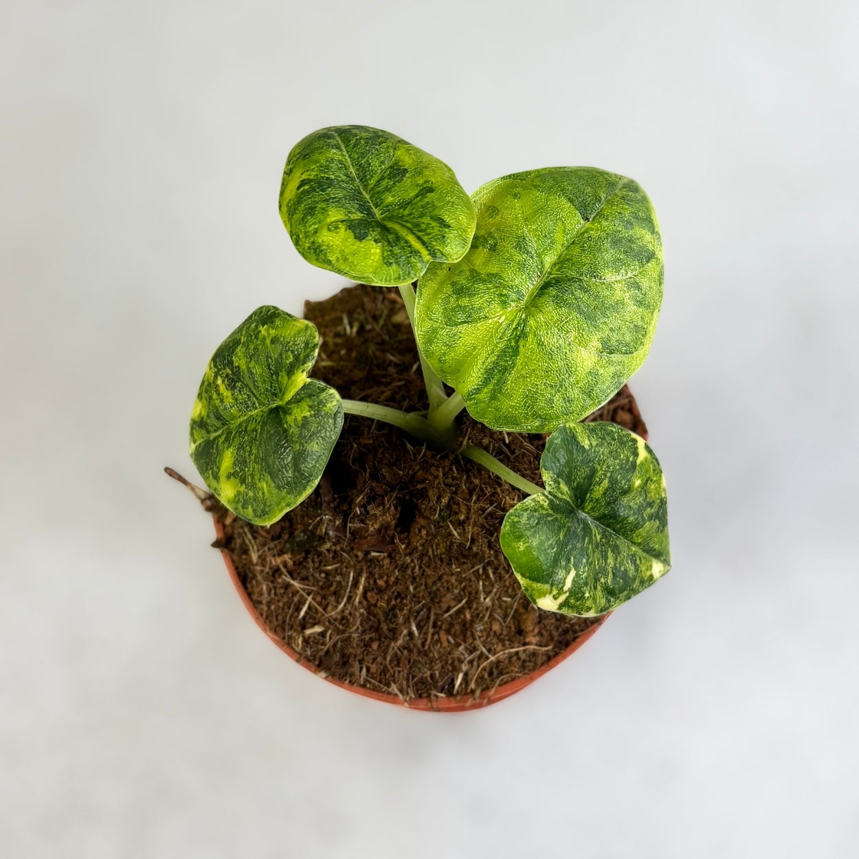 Alocasia Melo Aurea Variegata