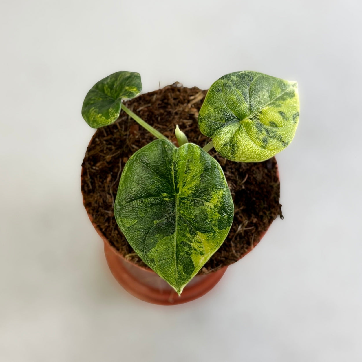 Alocasia Melo Aurea Variegata