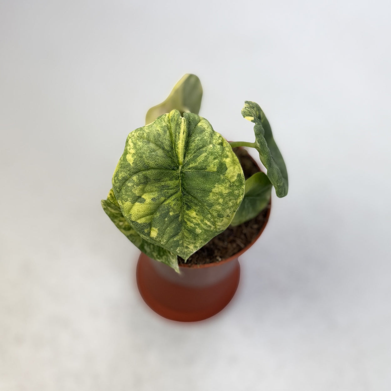 Alocasia Melo Aurea Variegata by Downtown Plant Club