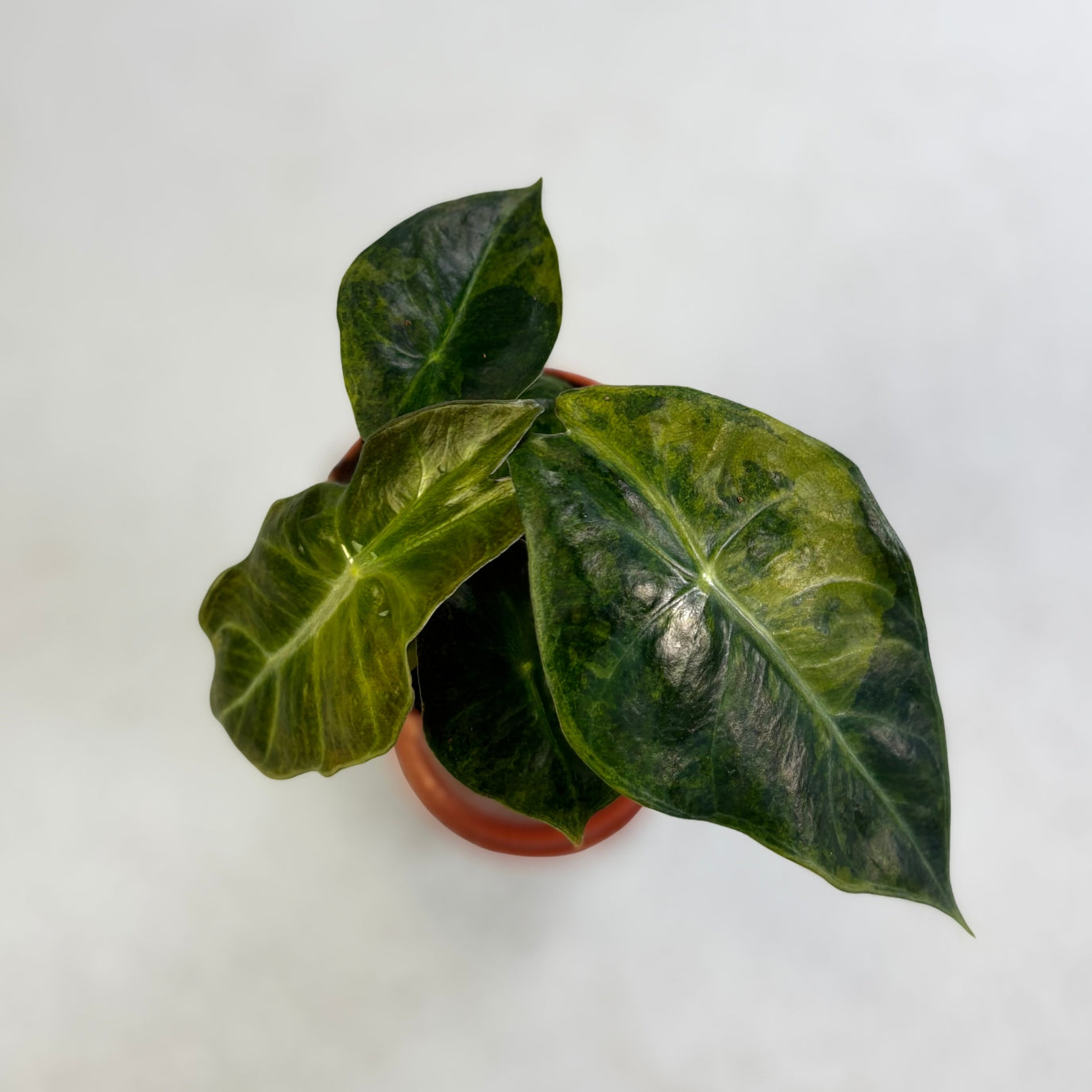 Alocasia Nairobi Nights - Downtown Plant Club