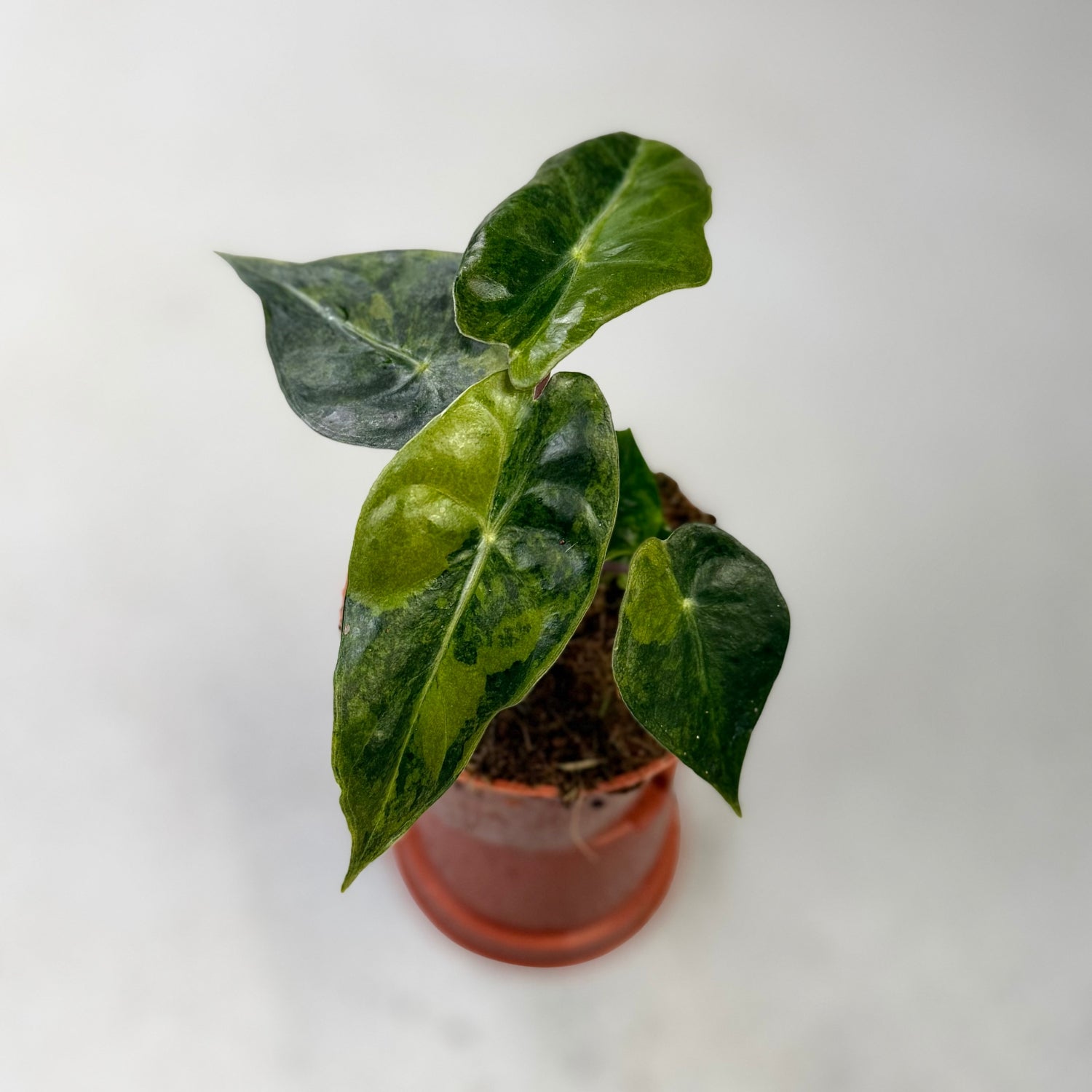indoor plants nairobi Alocasia Nairobi Nights Variegata