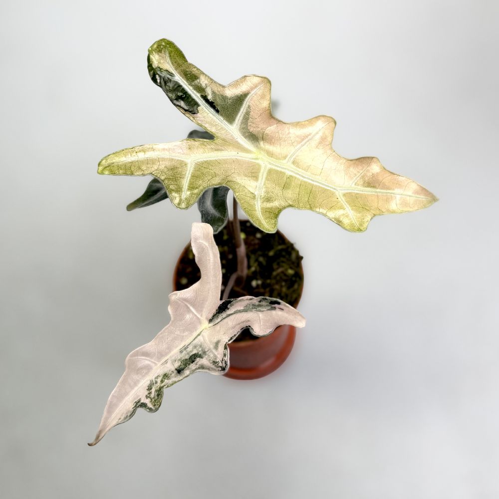 Alocasia Nobilis Pink Variegata by Downtown Plant Club