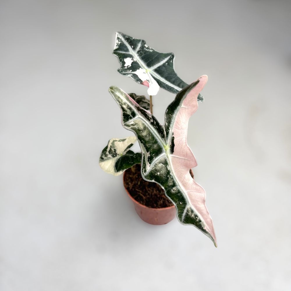 Alocasia Nobilis Pink Variegata - Downtown Plant Club