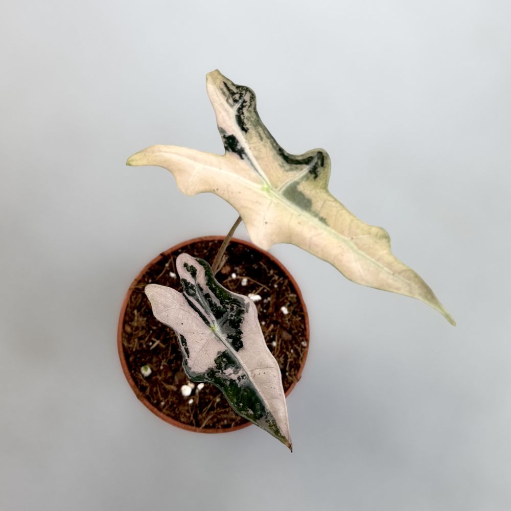 Alocasia Nobilis Pink Variegata by Downtown Plant Club