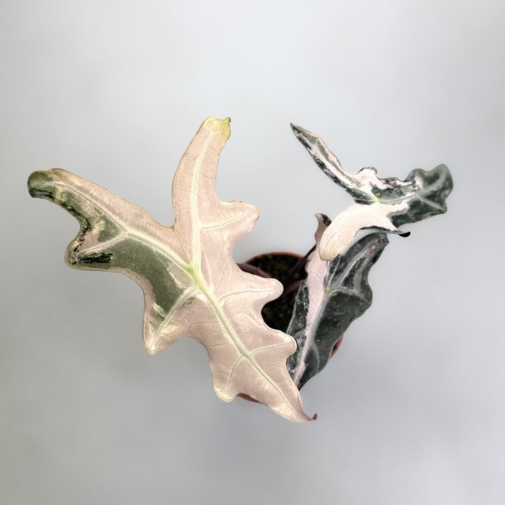 Alocasia Nobilis Pink Variegata by Downtown Plant Club