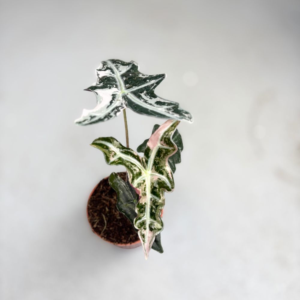 Alocasia Nobilis Pink Variegata - Downtown Plant Club