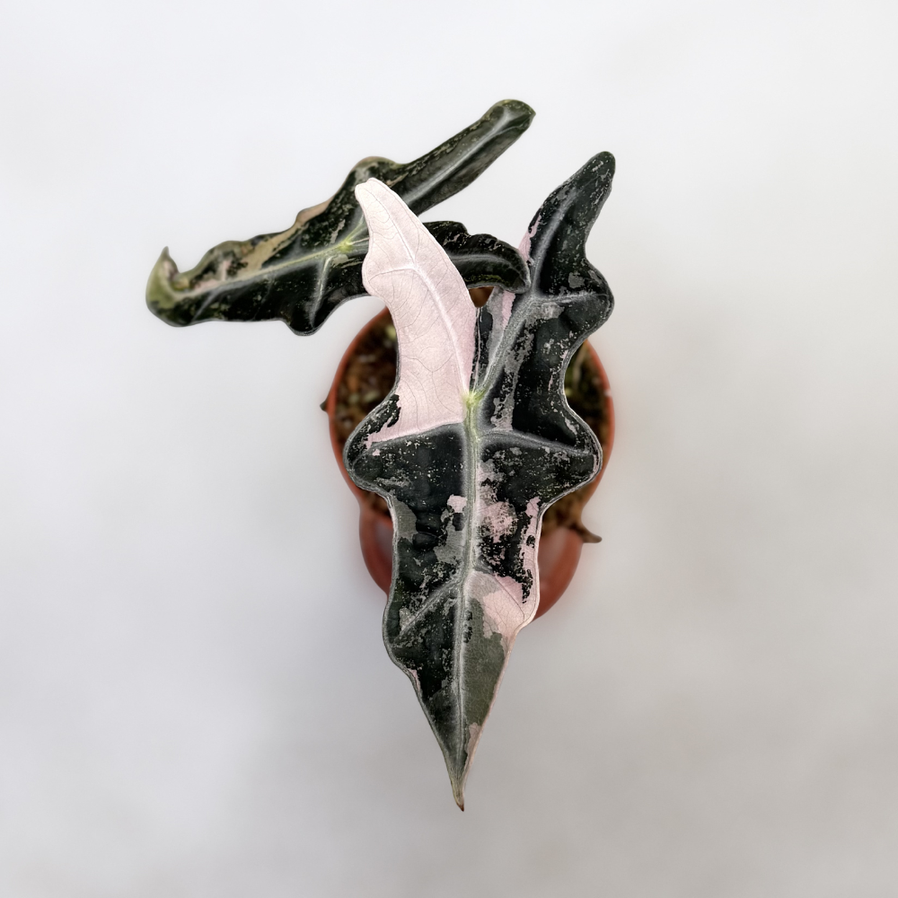 Alocasia Nobilis Pink Variegata - Downtown Plant Club