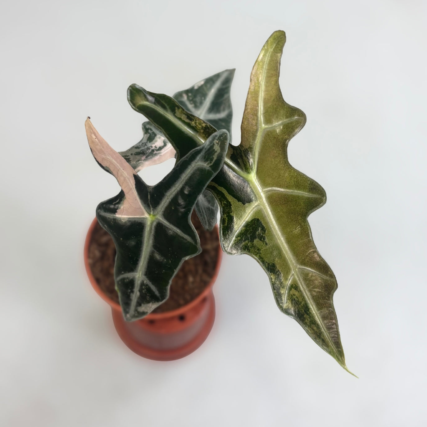 Alocasia Nobilis Pink by Downtown Plant Club