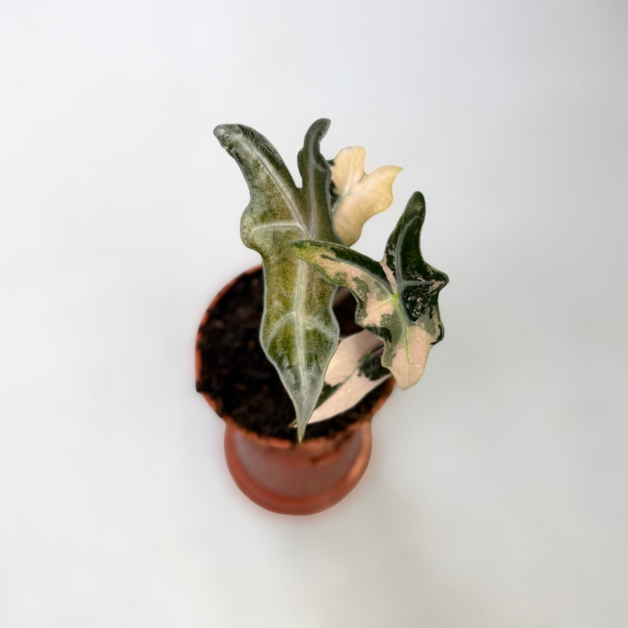 Alocasia Nobilis Pink Variegata by Downtown Plant Club