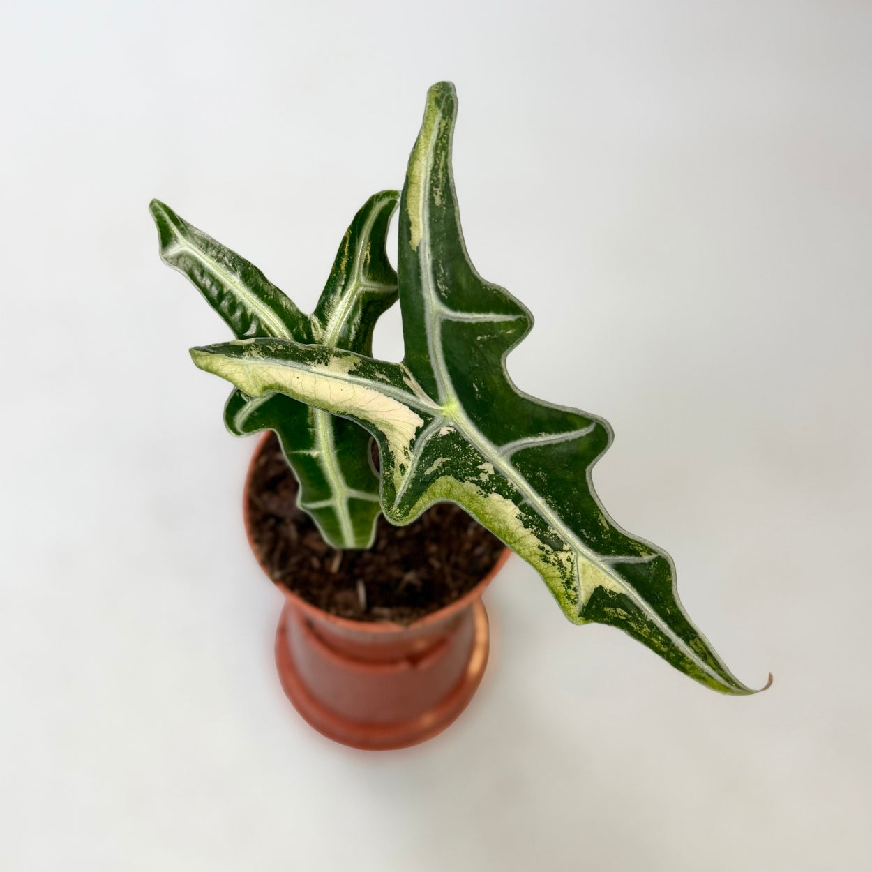 Alocasia Nobilis Pink Variegata by Downtown Plant Club