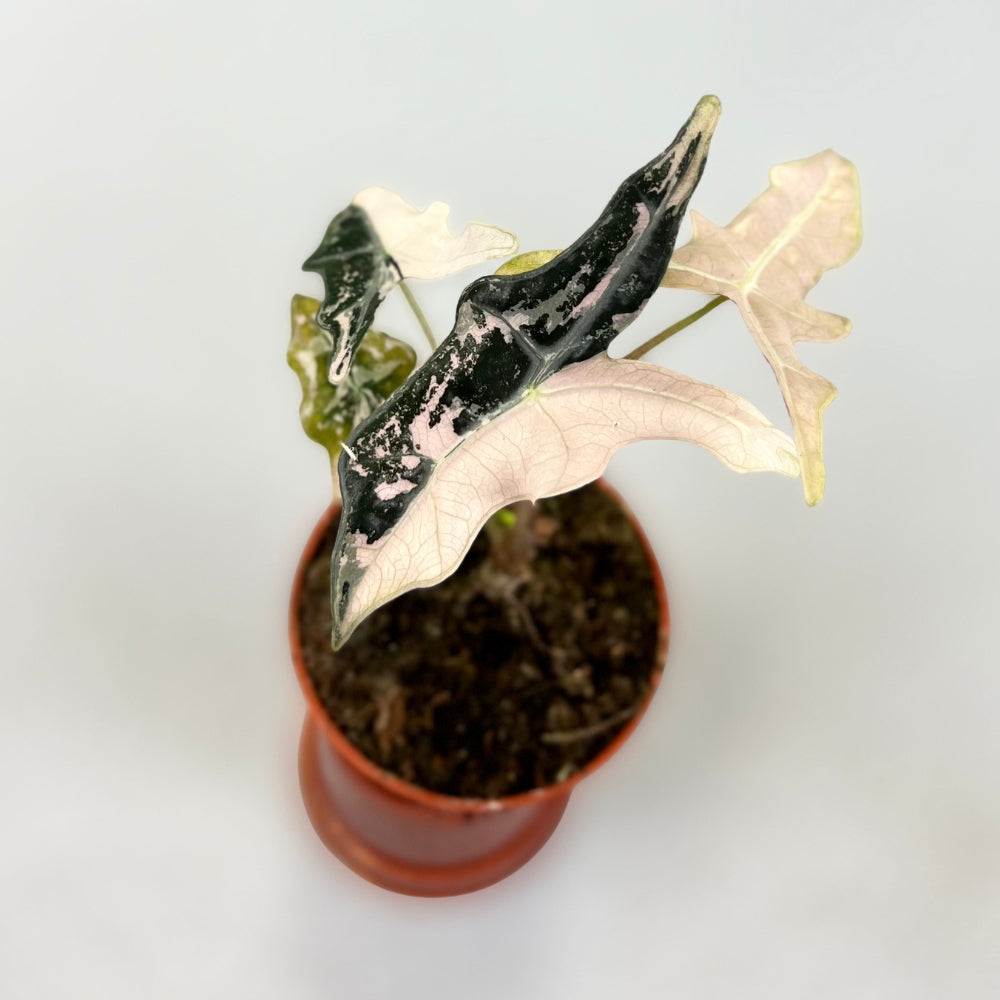 Alocasia Nobilis Pink Variegata - Downtown Plant Club