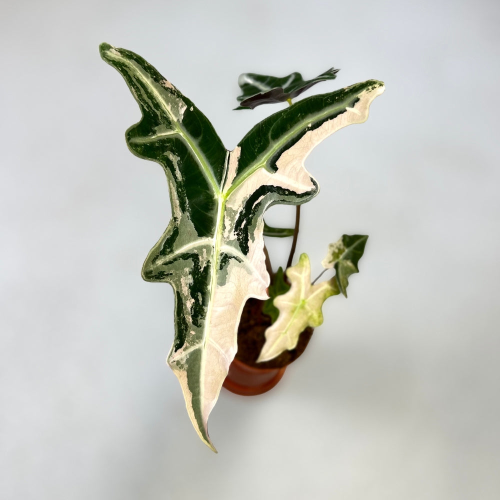 Alocasia Nobilis Pink Variegata