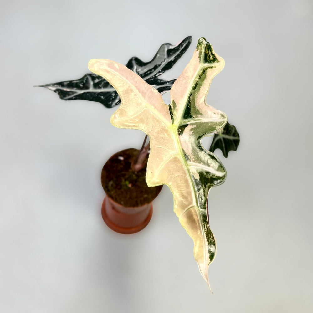 Alocasia Nobilis Pink Variegata