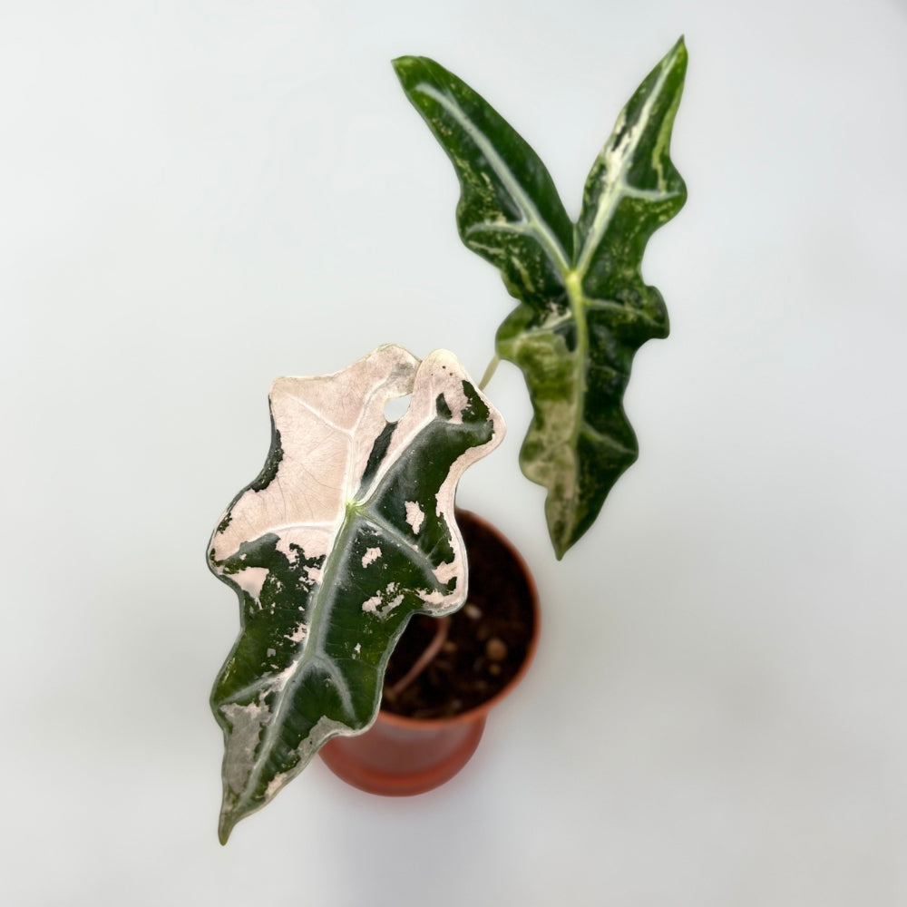 Alocasia Nobilis Pink Variegata - Downtown Plant Club