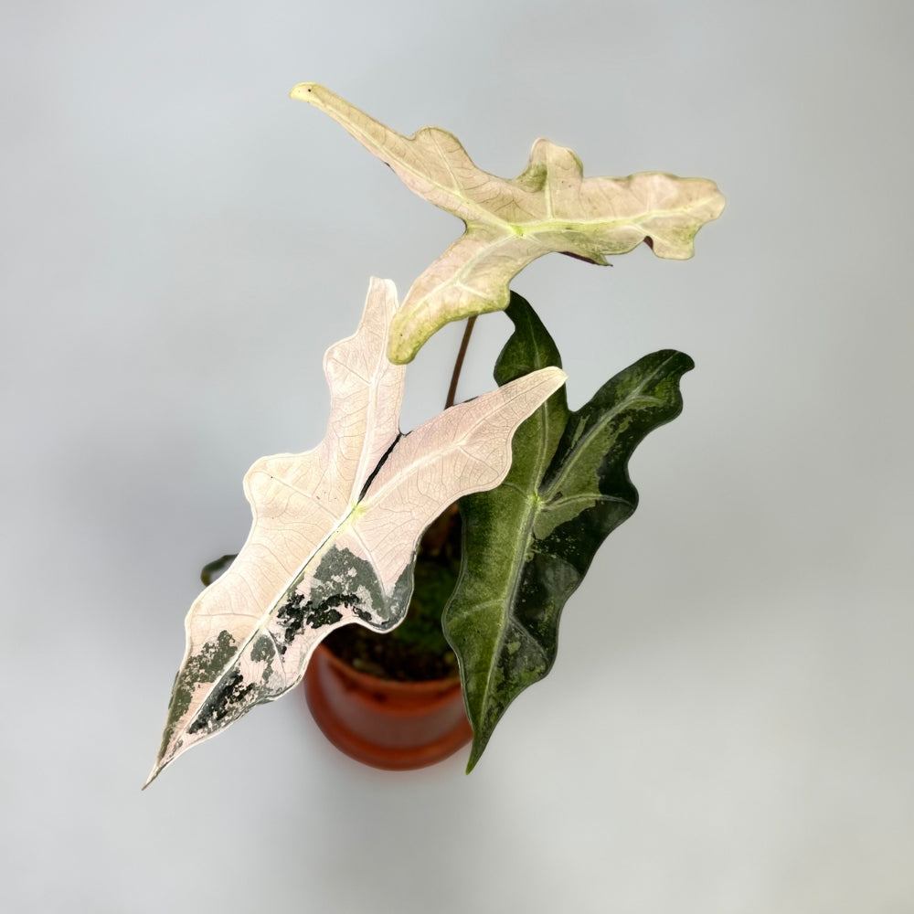 Alocasia Nobilis Pink Variegata