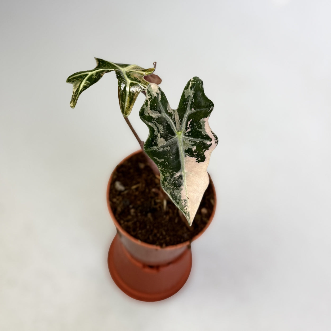 Alocasia Nobilis Pink Variegata - Downtown Plant Club