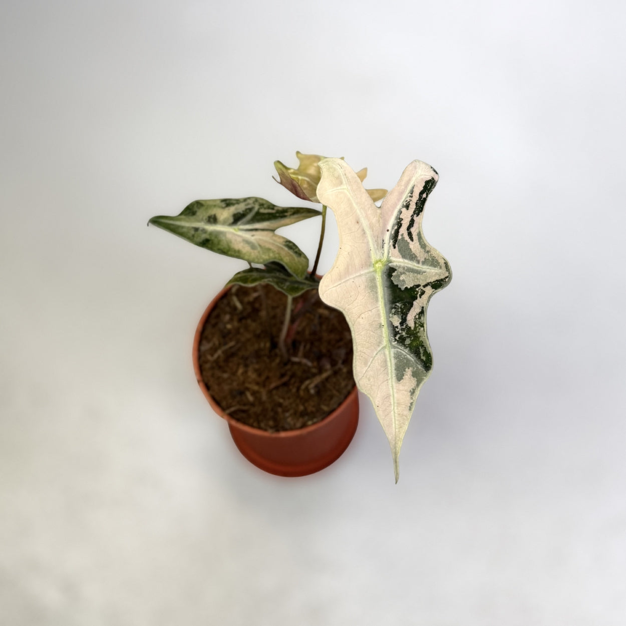 Alocasia Nobilis Pink Variegata - Downtown Plant Club