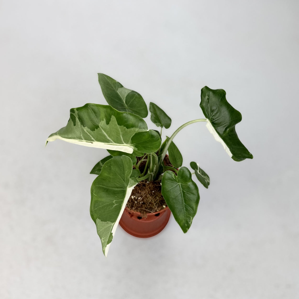 odora variegata Alocasia Odora Okinawa Silver