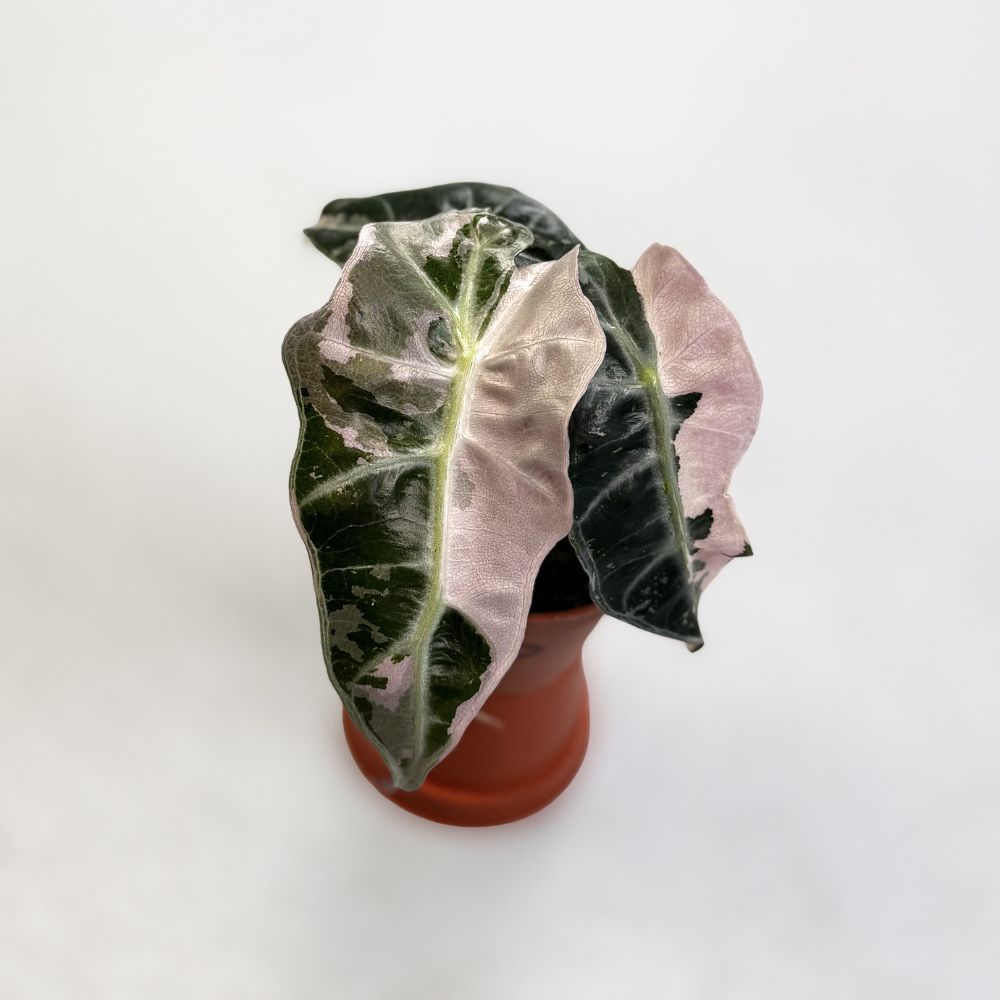 Alocasia Polly Pink Variegata