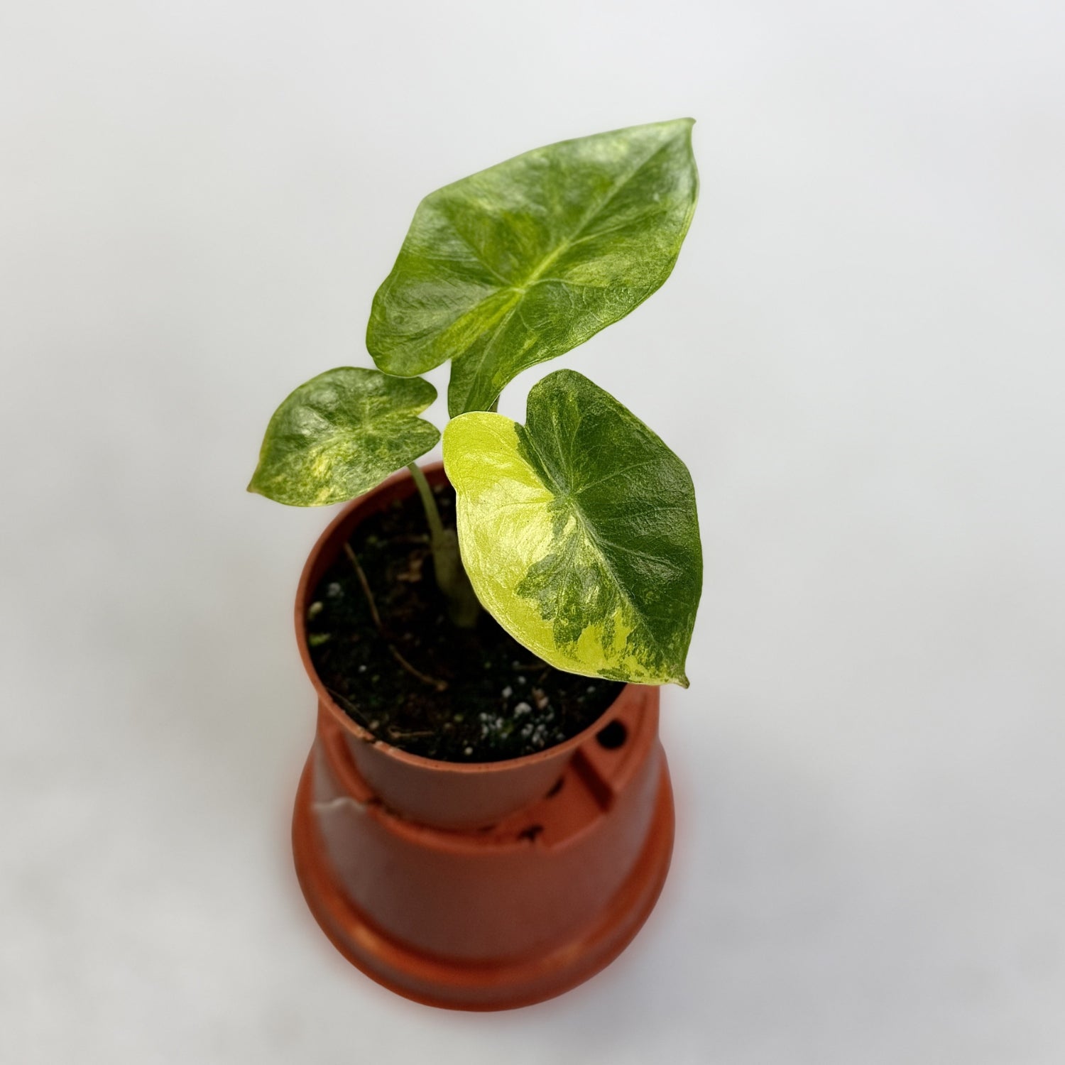 Alocasia Portadora Aurea Variegata