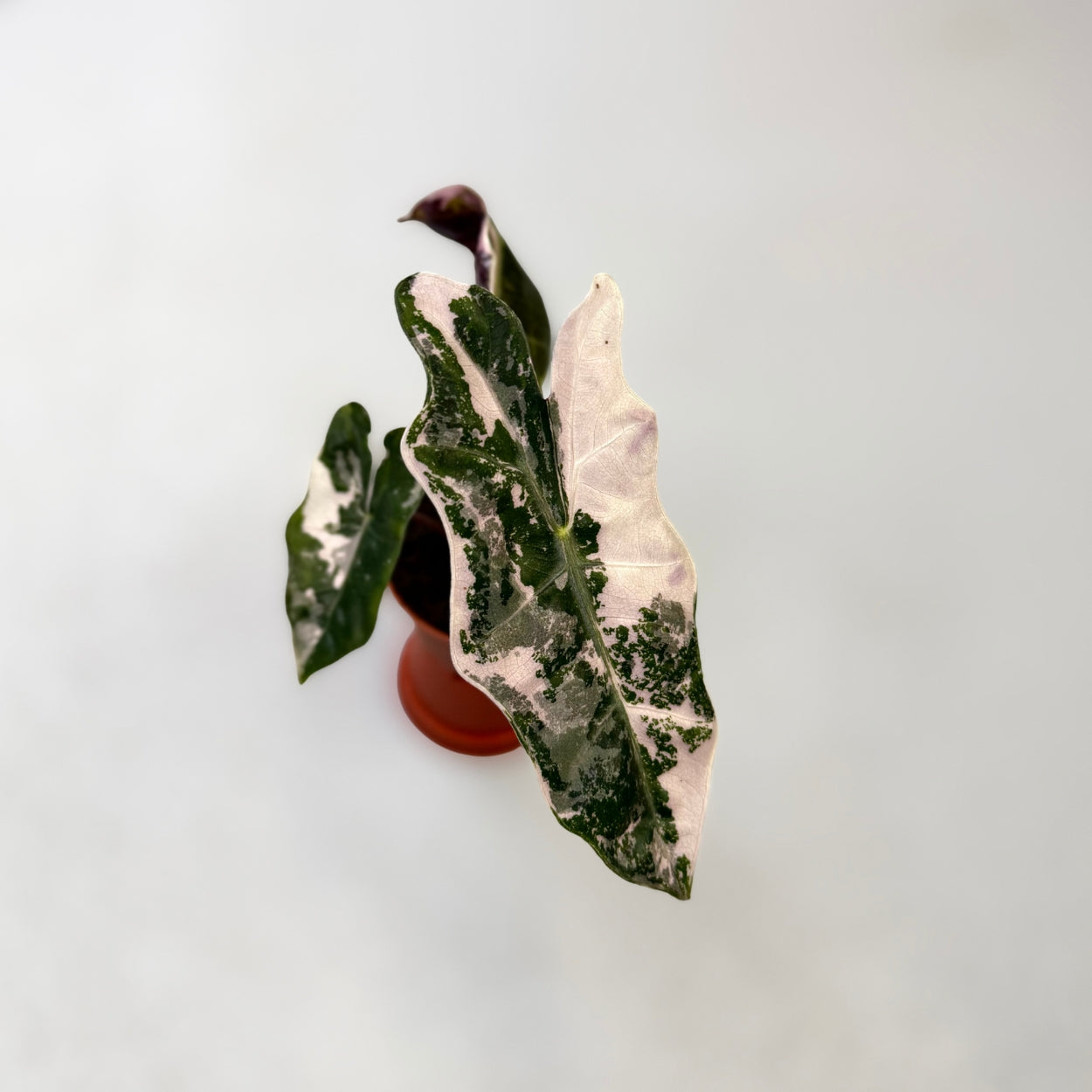 Alocasia Pseudo Sanderiana Pink Variegata