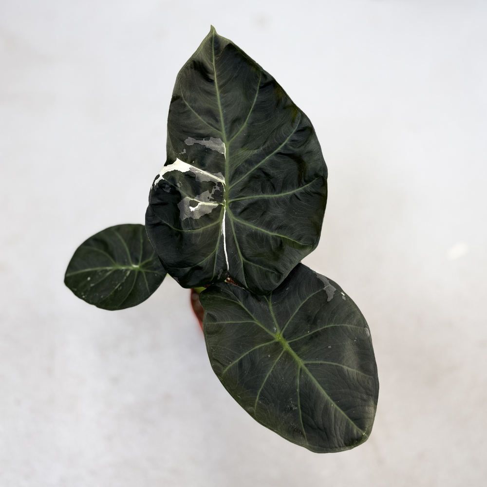 Alocasia Regal Shield Albo Variegata - Downtown Plant Club