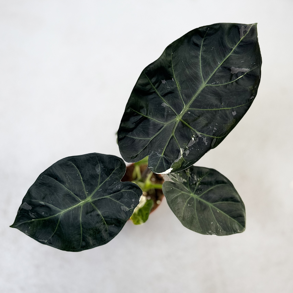 Alocasia Regal Shield Albo Variegata - Downtown Plant Club