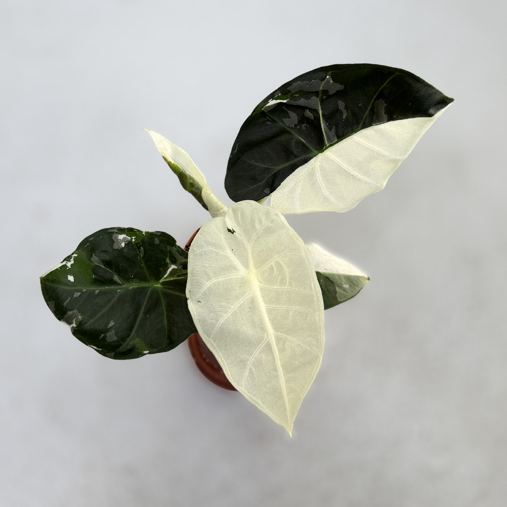 Alocasia Regal Shield Albo Variegata - Downtown Plant Club