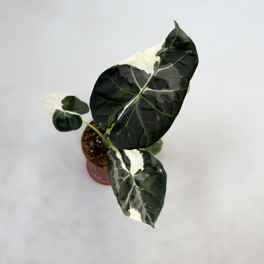 Alocasia Regal Shield Albo Variegata
