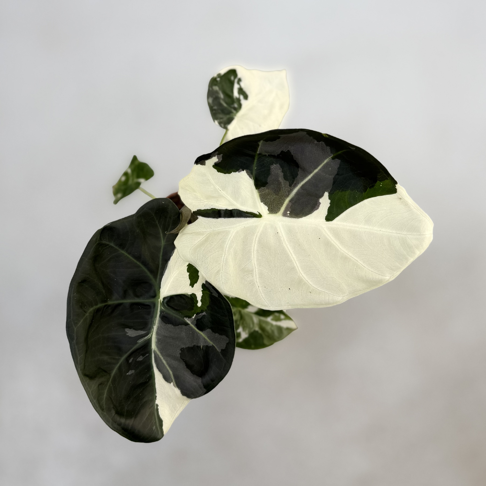 Alocasia Regal Shield Albo Variegata - Downtown Plant Club