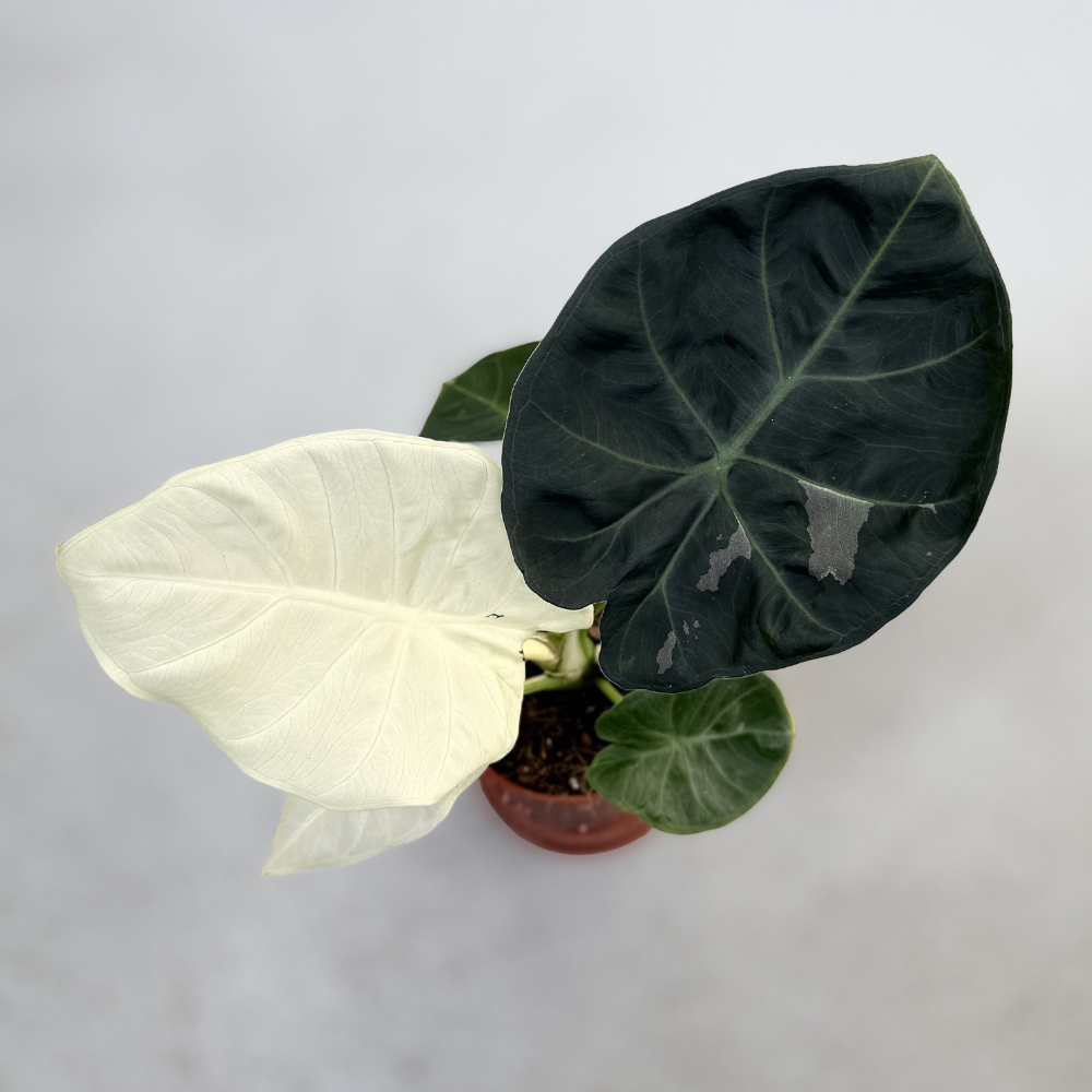 Alocasia Regal Shield Albo Variegata - Downtown Plant Club