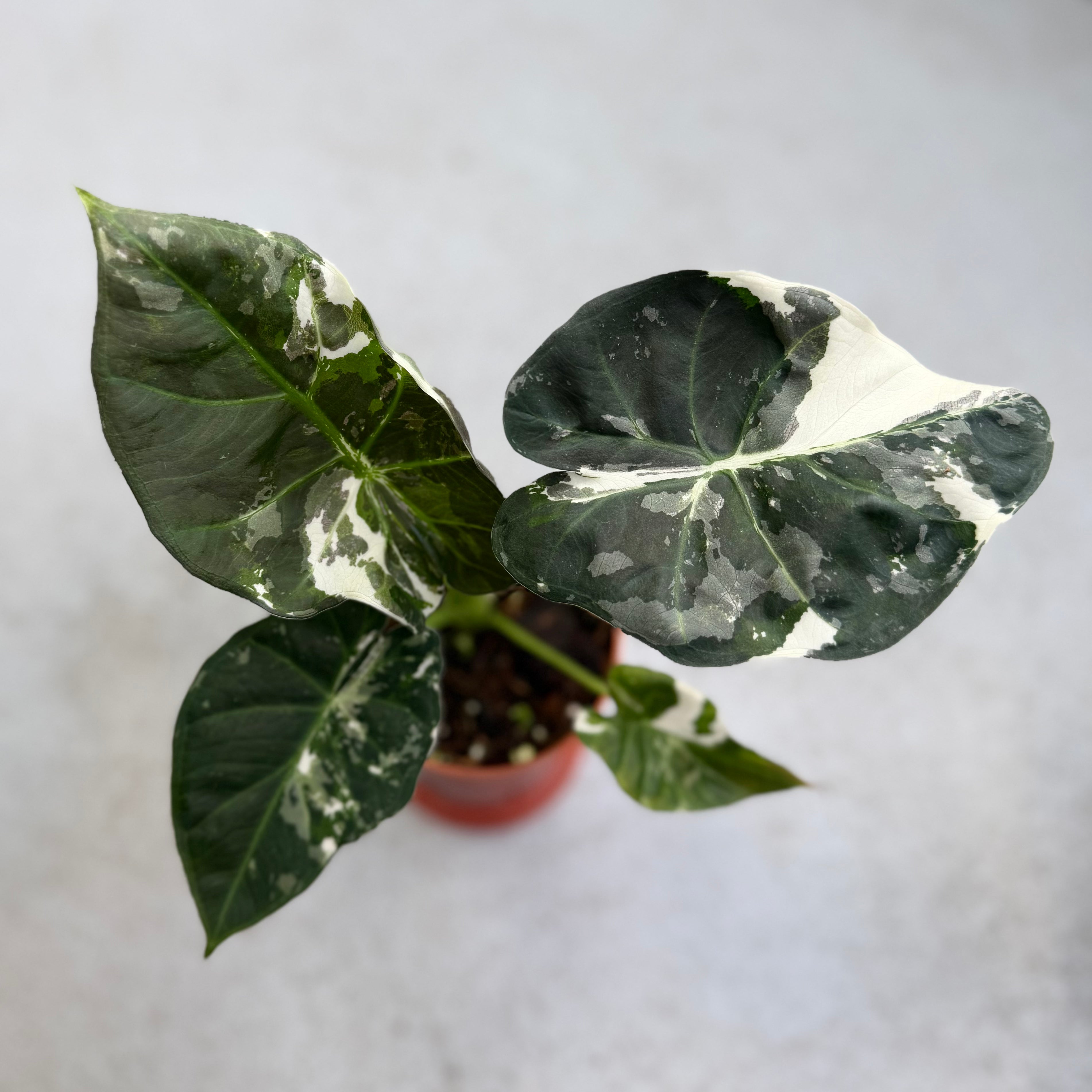 Alocasia Regal Shield Albo Variegata by Downtown Plant Club