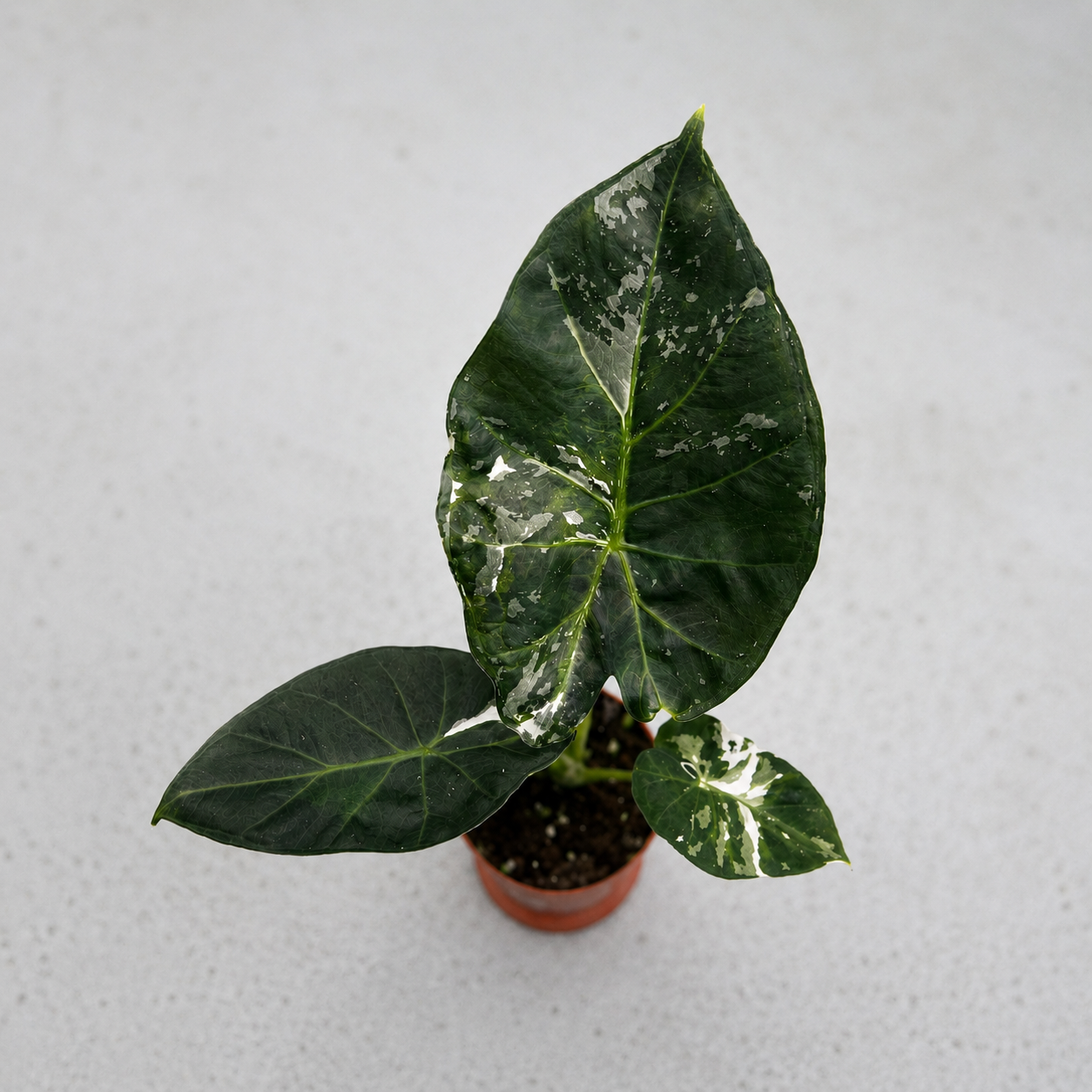 Alocasia Regal Shield Albo Variegata by Downtown Plant Club