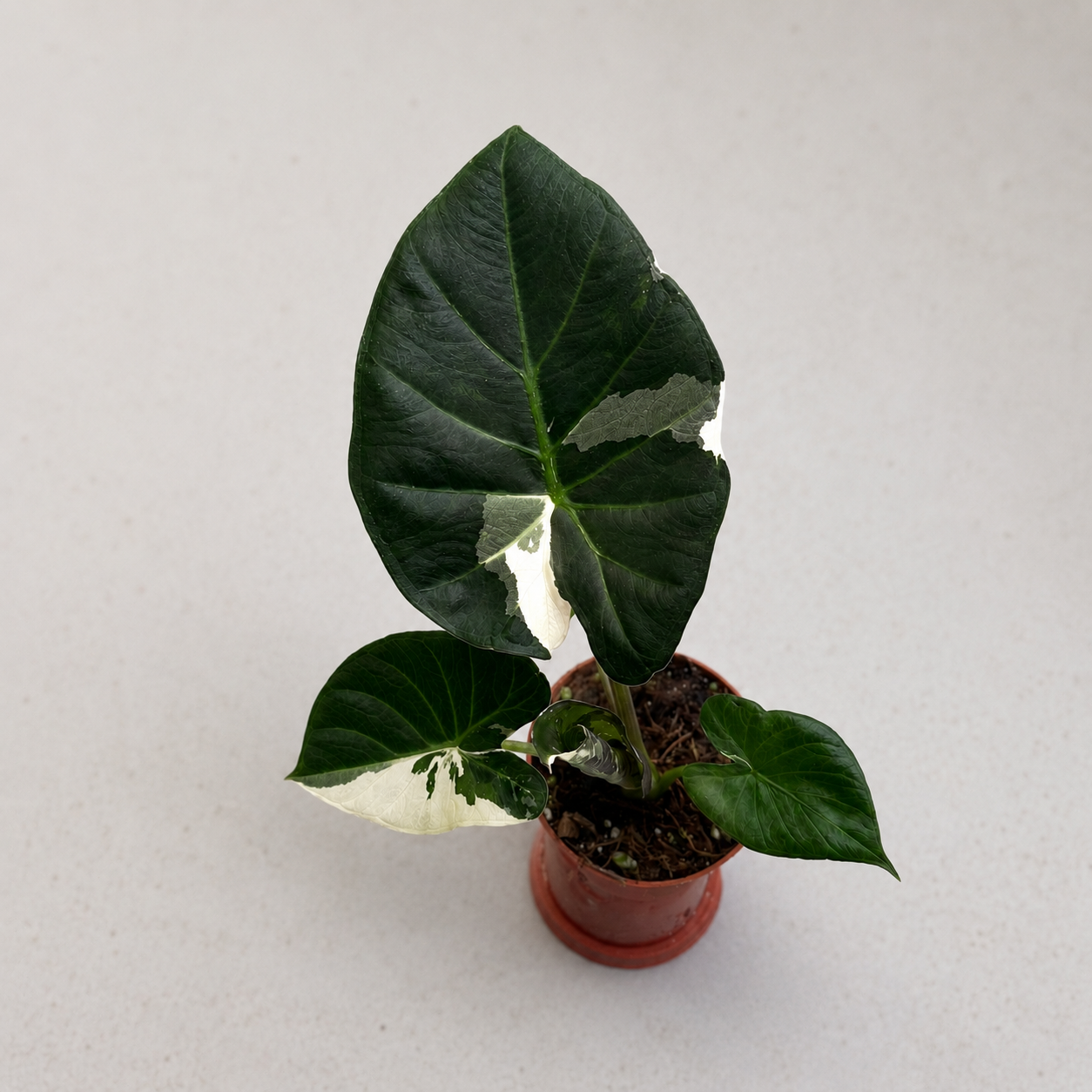 Alocasia Regal Shield Albo Variegata by Downtown Plant Club