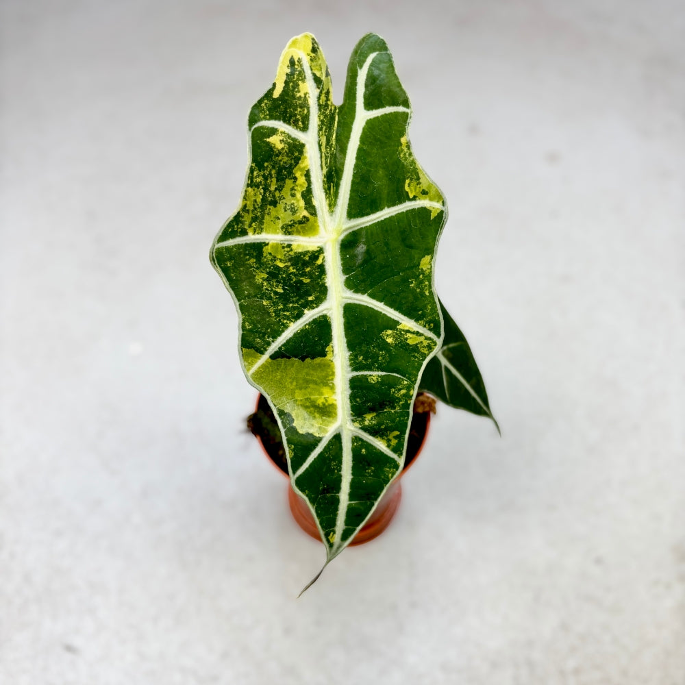 Alocasia Sanderiana Variegata - Downtown Plant Club
