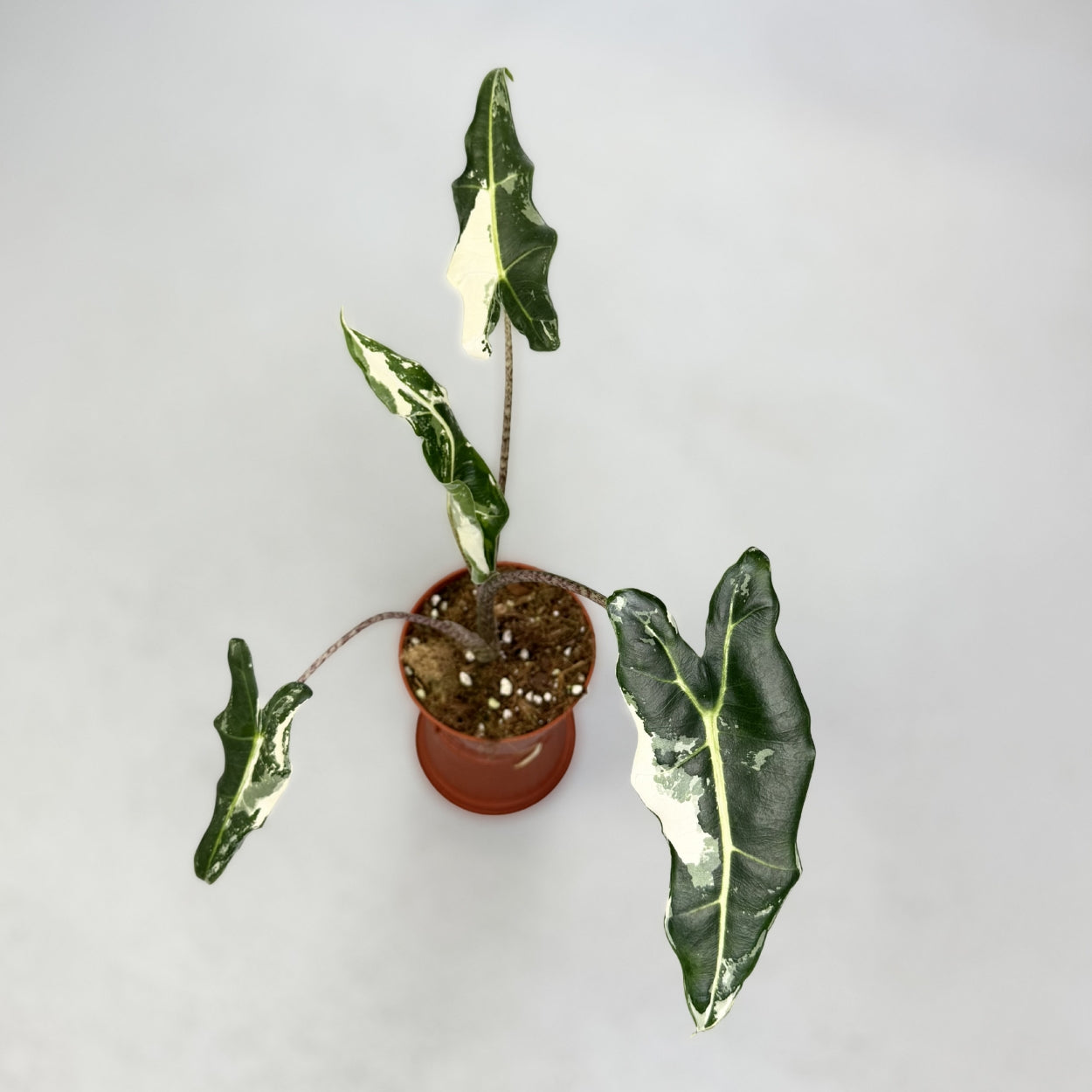 Alocasia Sarian Albo Variegata by Downtown Plant Club