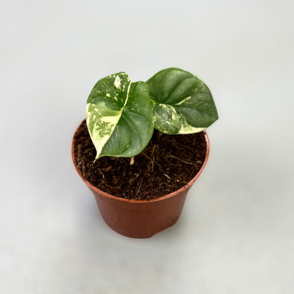 Alocasia Silver Dragon Albo Variegata - Downtown Plant Club