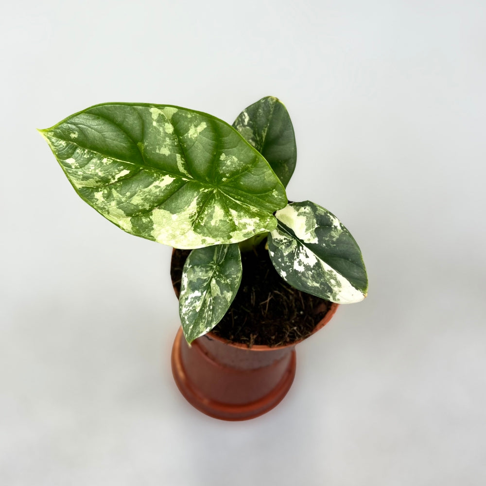Alocasia Silver Dragon Albo Variegata - Downtown Plant Club