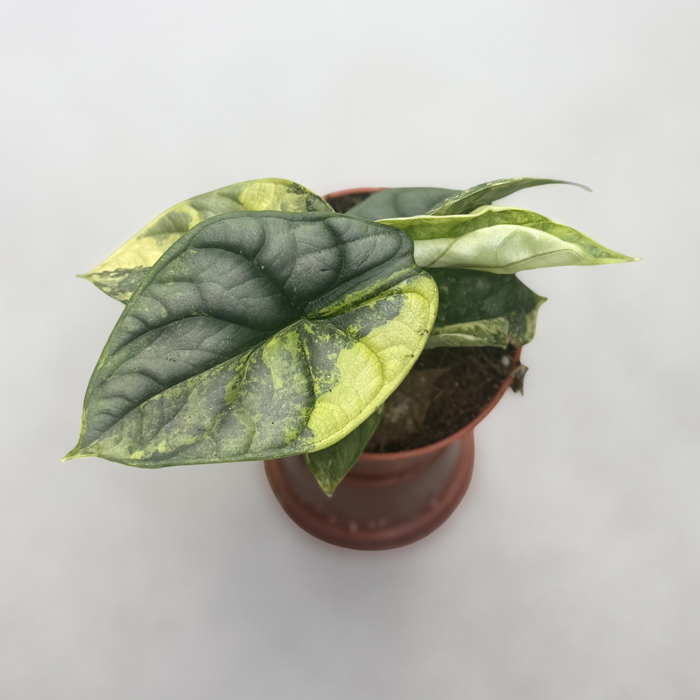Alocasia Silver Dragon Aurea