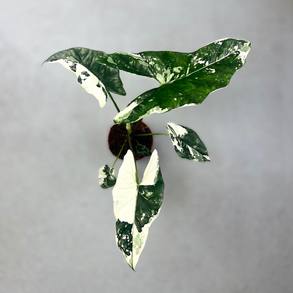 aglaonema albo variegata Alocasia Simpo Albo Variegata