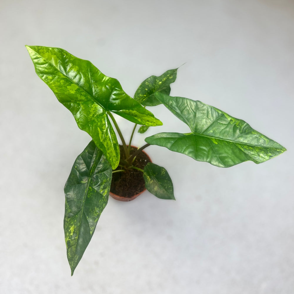 Alocasia Simpo Aurea Variegata - Downtown Plant Club