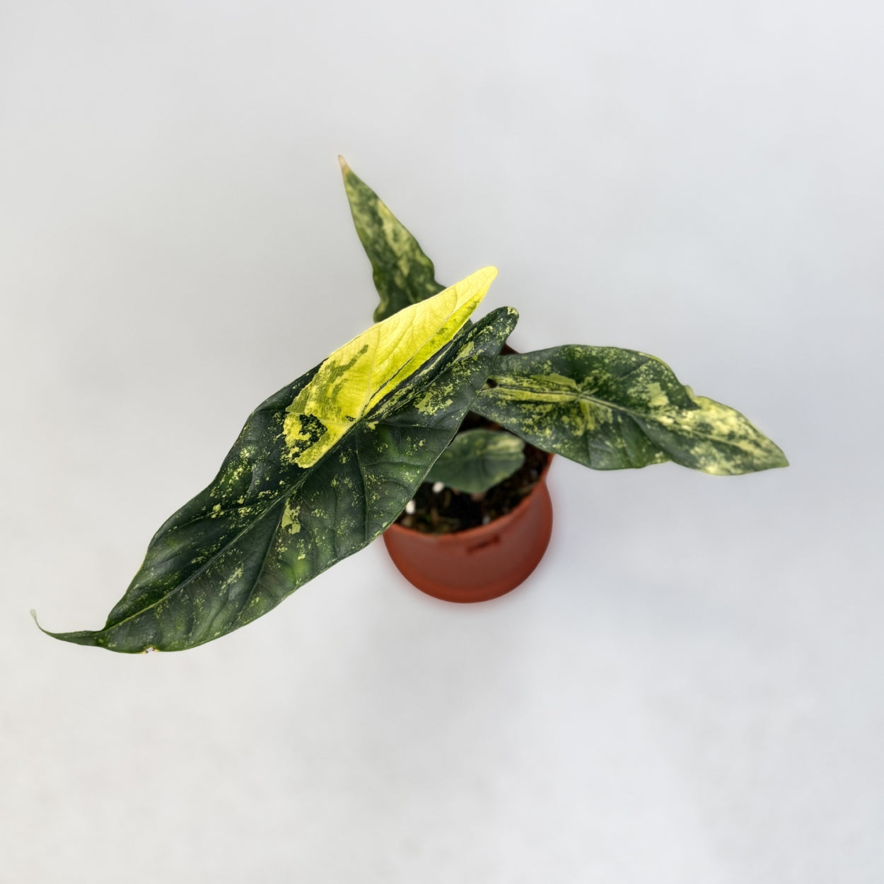 Alocasia Simpo Aurea Variegata by Downtown Plant Club