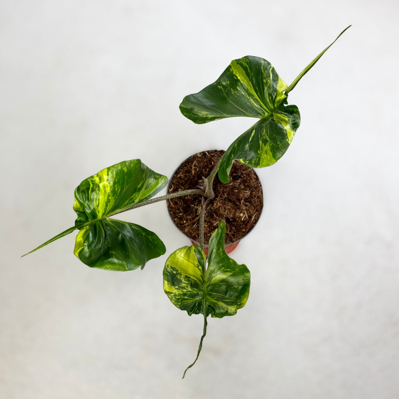 Alocasia Stingray Variegata by Downtown Plant Club
