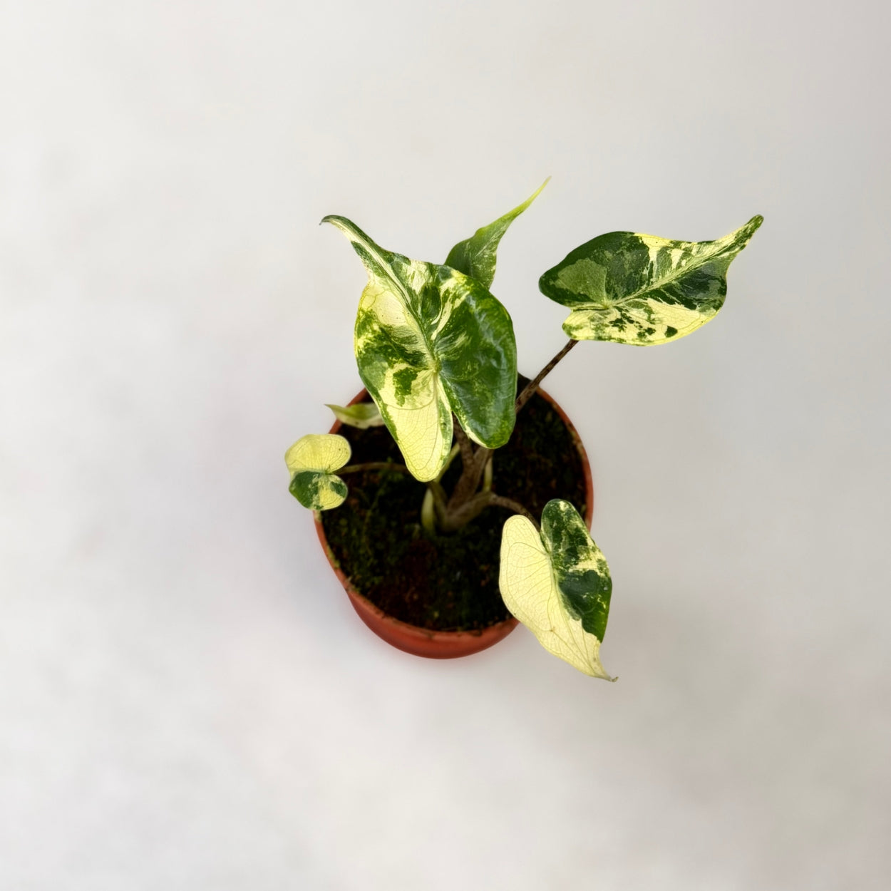 Alocasia Stingray Aurea Variegata by Downtown Plant Club