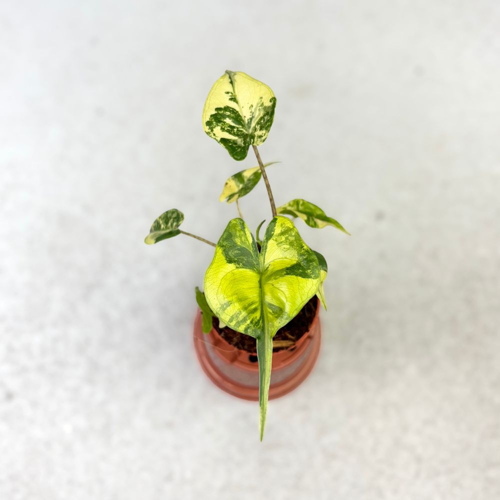 Alocasia-Stingray-Variegata-baby-Downtownplantclub.jpg