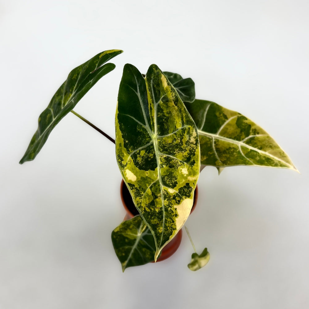 Alocasia Suhirmaniana Variegata - Downtown Plant Club