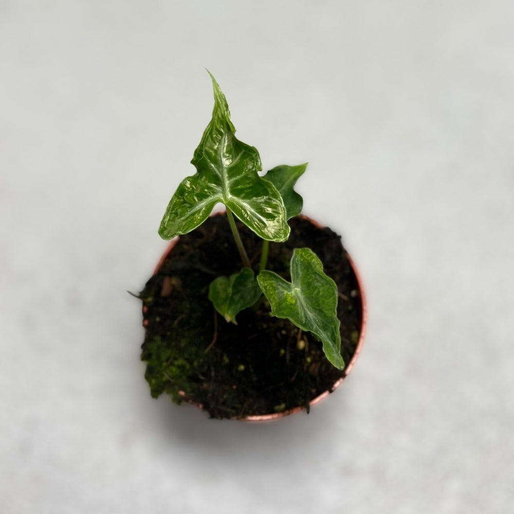 Alocasia Teletubbies - Downtown Plant Club