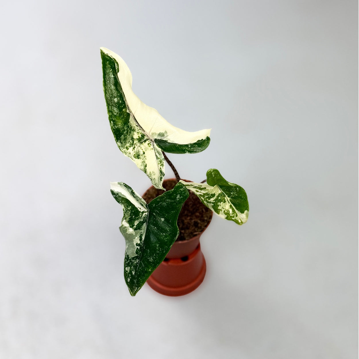 Alocasia Tigrina Superba Albo Variegata by Downtown Plant Club