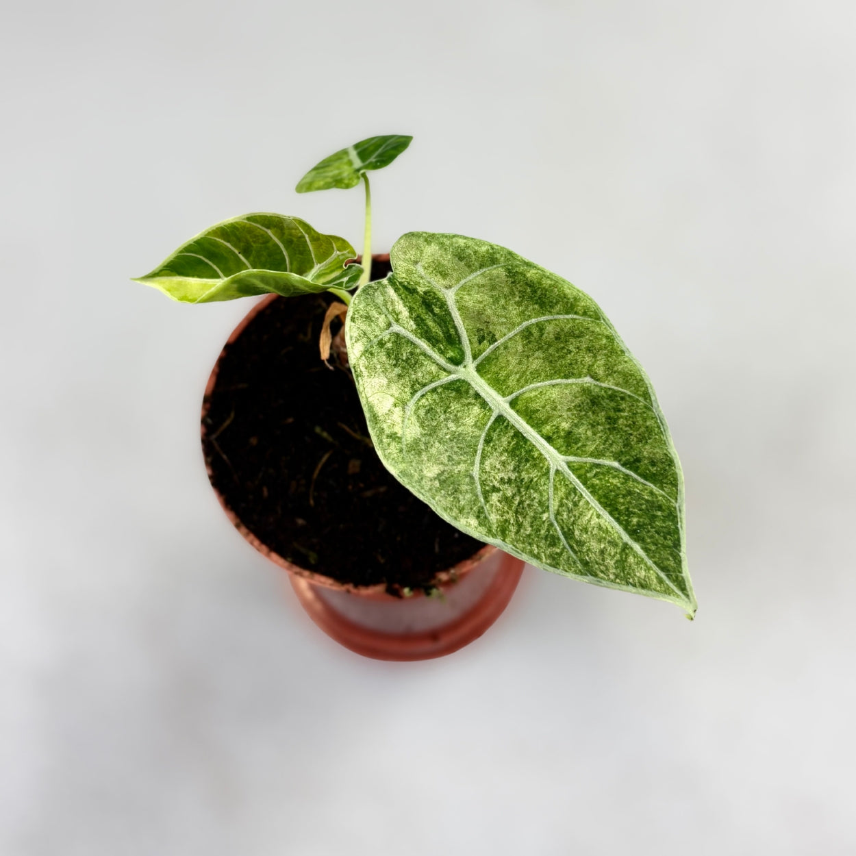 Alocasia Watsoniana Doff Variegata by Downtown Plant Club